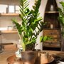 Zamioculcas